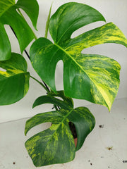 Monstera Aurea