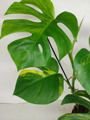 Monstera Aurea