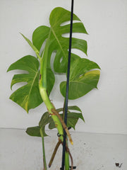 Monstera Aurea