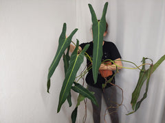 Philodendron Spiritus Sancti Adult