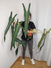 Philodendron Spiritus Sancti Adult