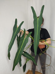 Philodendron Spiritus Sancti Adult