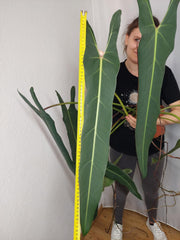 Philodendron Spiritus Sancti Adult