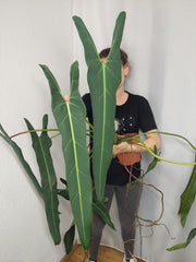 Philodendron Spiritus Sancti Adult