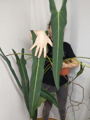 Philodendron Spiritus Sancti Adult