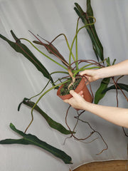 Philodendron Spiritus Sancti Adult