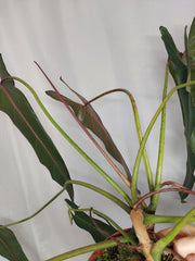 Philodendron Spiritus Sancti Adult
