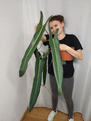 Philodendron Spiritus Sancti Adult