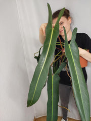 Philodendron Spiritus Sancti Adult