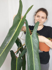 Philodendron Spiritus Sancti Adult