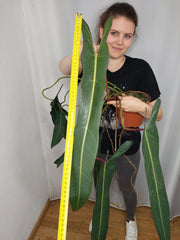 Philodendron Spiritus Sancti Adult