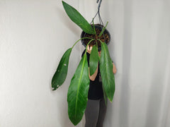 Anthurium Big Bill