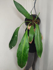 Anthurium Big Bill