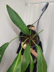Anthurium Big Bill