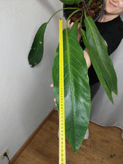 Anthurium Big Bill