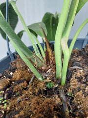Anthurium Big Bill