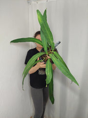 Anthurium Big Bill