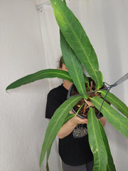 Anthurium Big Bill