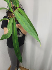 Anthurium Big Bill