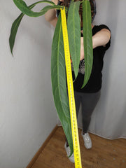 Anthurium Big Bill