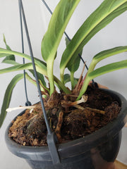 Anthurium Big Bill