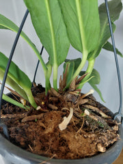 Anthurium Big Bill