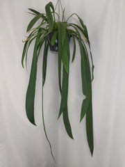 Anthurium Vittarifolium groß