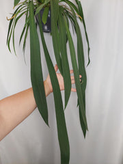 Anthurium Vittarifolium groß