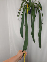 Anthurium Vittarifolium groß