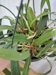 Anthurium Vittarifolium groß