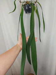 Anthurium Vittarifolium groß