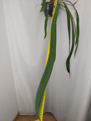Anthurium Vittarifolium groß
