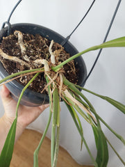 Anthurium Vittarifolium groß