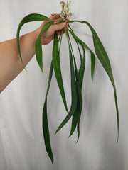 Anthurium Vittarifolium groß