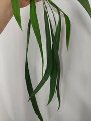 Anthurium Vittarifolium groß