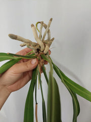 Anthurium Vittarifolium groß