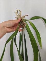 Anthurium Vittarifolium groß