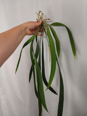 Anthurium Vittarifolium groß