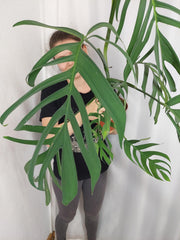 Monstera Croatii XXL