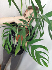 Monstera Croatii XXL