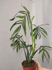 Monstera Croatii XXL