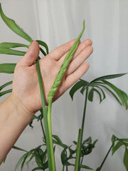 Monstera Croatii XXL