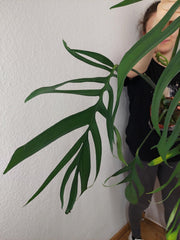 Monstera Croatii XXL