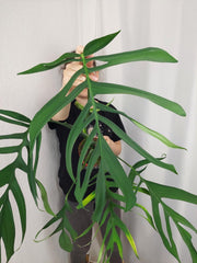 Monstera Croatii XXL