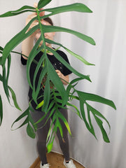 Monstera Croatii XXL