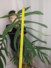 Monstera Croatii XXL