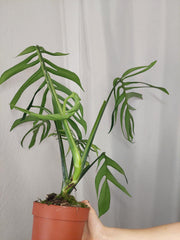 Monstera Croatii XXL