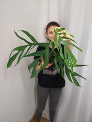 Monstera Croatii