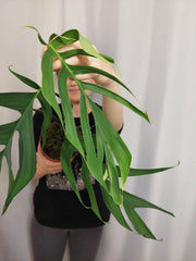 Monstera Croatii