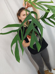 Monstera Croatii